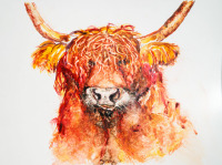 Bad hair day - Highland Cattle
