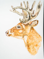 Stag with antlers