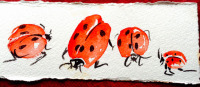 ladybirds