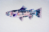 Rainbow trout