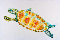 Turtle