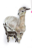 Alpaca with Cria