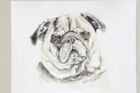 pug
