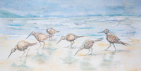 Shore Birds