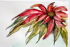 Poinsettia
