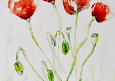 Red Poppies