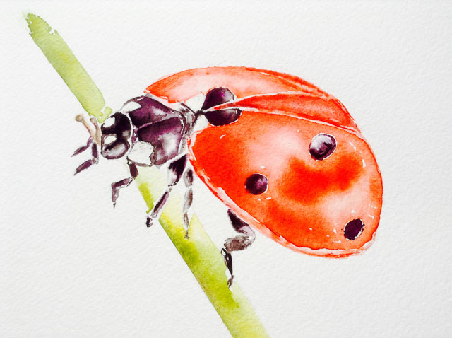 Ladybird - Count my spots